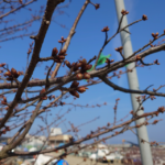 船のでんきや日東電機　マリランプは復興の灯り　Lighthouse210dk