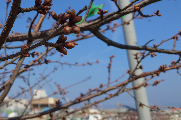 船のでんきや日東電機 マリランプは復興の灯り Lighthouse210dk