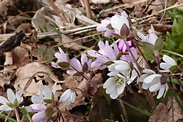 船のでんきや日東電機　マリランプは復興の灯り　Lighthouse210dk